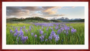 Sawtooth Mountains wildflower meadows