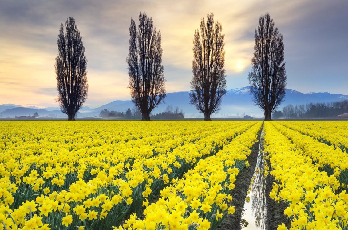 Skagit Valley Daffodil Fields, Washington Skagit Valley Daffodil Fields, Washington