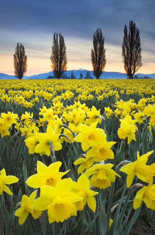 Skagit Valley Daffodil Fields, Washington Skagit Valley Daffodil Fields, Washington