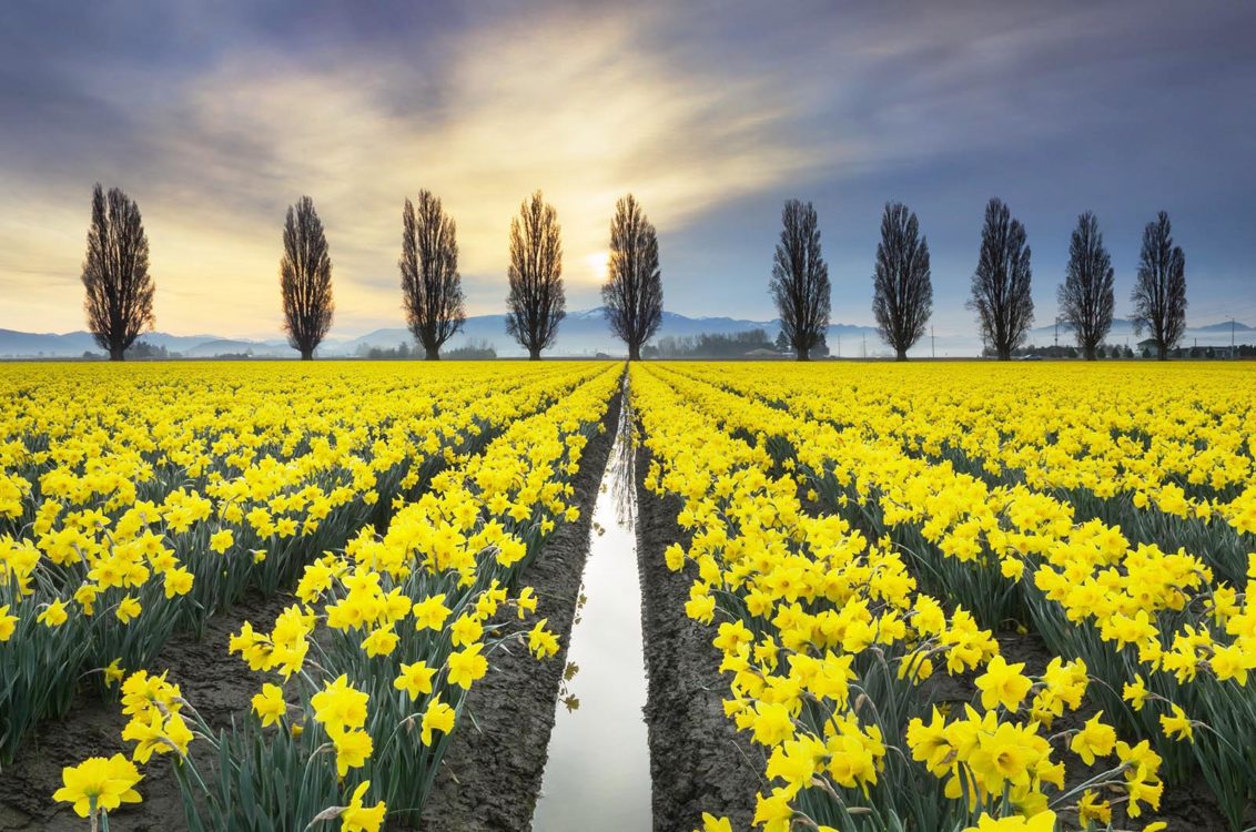 Skagit Valley Daffodil Fields, Washington Skagit Valley Daffodil Fields, Washington