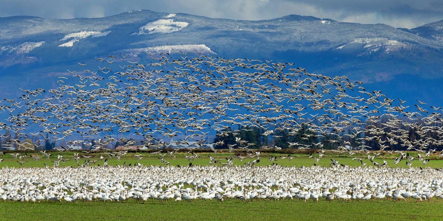 Snow Geese Skagit Valley Washington Alan Crowe Photography