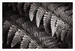 Lady Fern