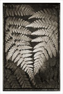 Lady Fern
