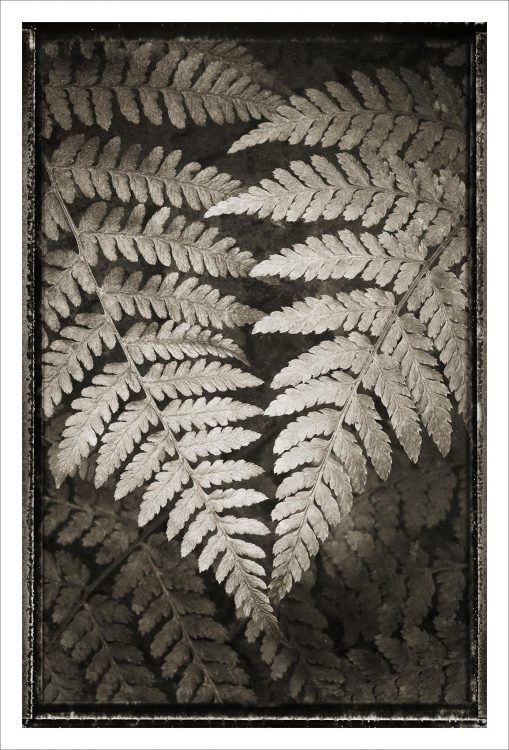 Lady Fern Black and White Nature Study Lady Fern Black and White Nature Study