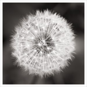 Dandelion seed head