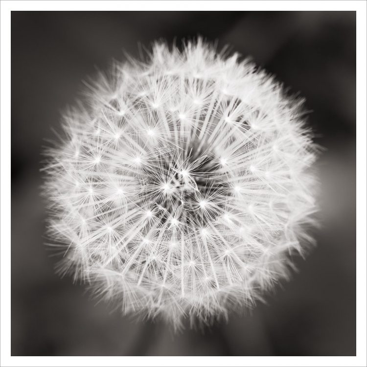 Dandelion seed head Black and White Nature Study Dandelion seed head Black and White Nature Study