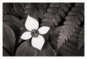 Bunchberry and Oak Fern