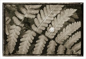 Oak Fern