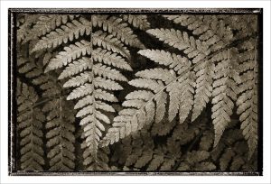 Lady Fern