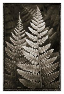 Lady Fern