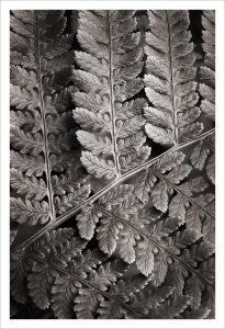 Lady Fern