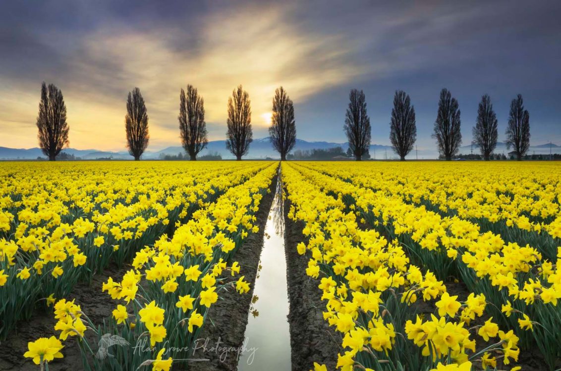 Skagit Valley Daffodil Fields, Washington Photo Highlights 2018