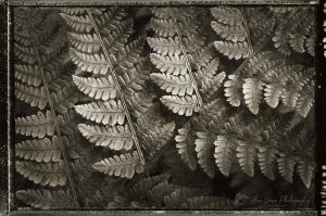 Lady Fern