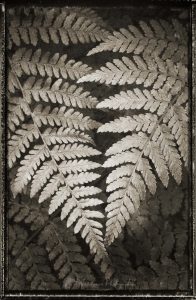 Lady Fern