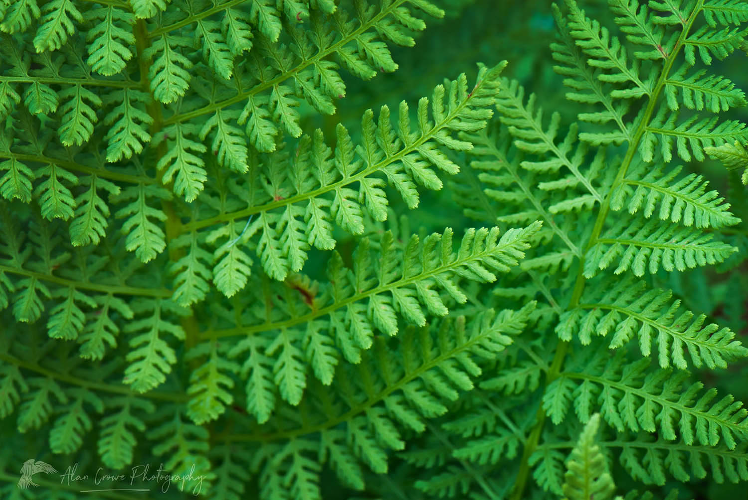 Athyrium americanum (Butters) Maxon, alpine ladyfern North Cascades Washington #42203