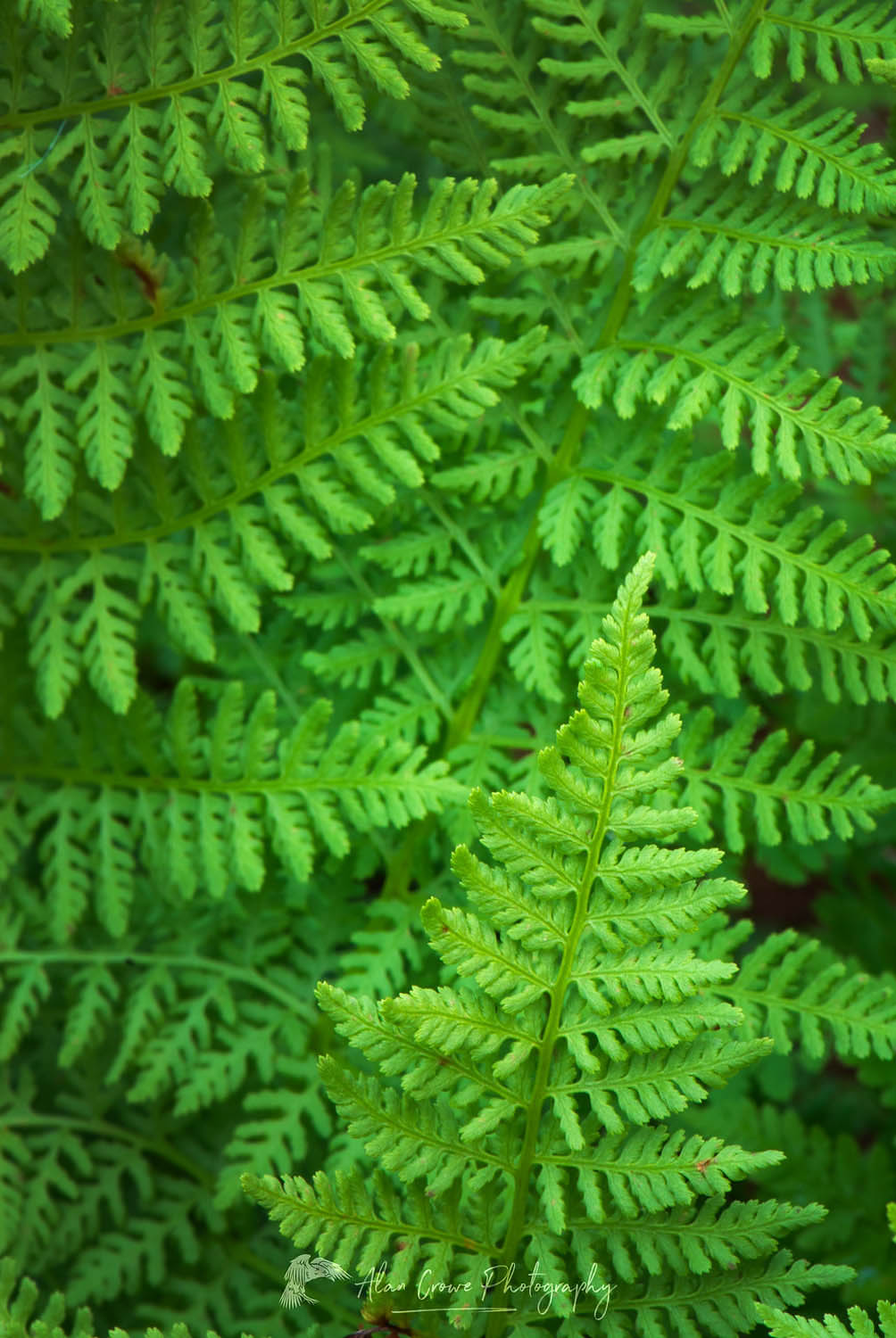 Athyrium americanum (Butters) Maxon, alpine ladyfern North Cascades Washington #42204