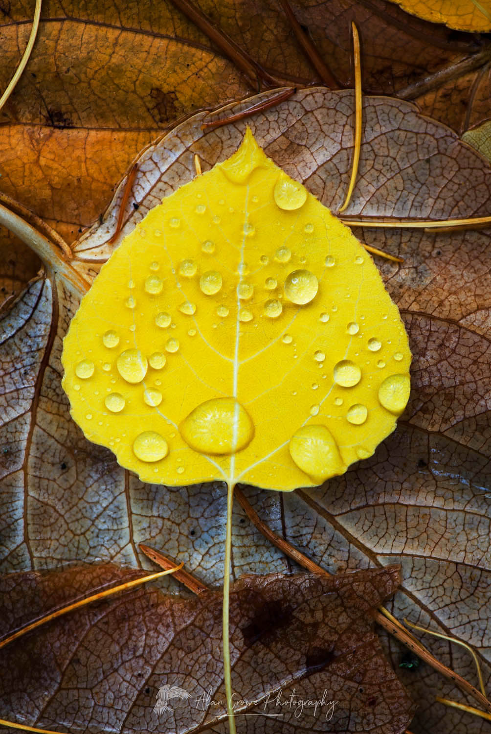 Rain drops on fallen Aspen leaves (Populus tremuloides), Glacier National Park Montana #22525