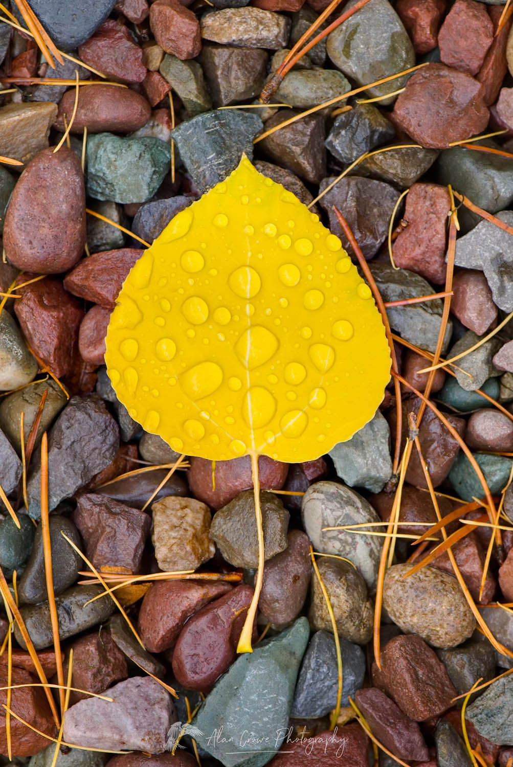 Rain drops on fallen Aspen leaves (Populus tremuloides), Glacier National Park Montana #22529