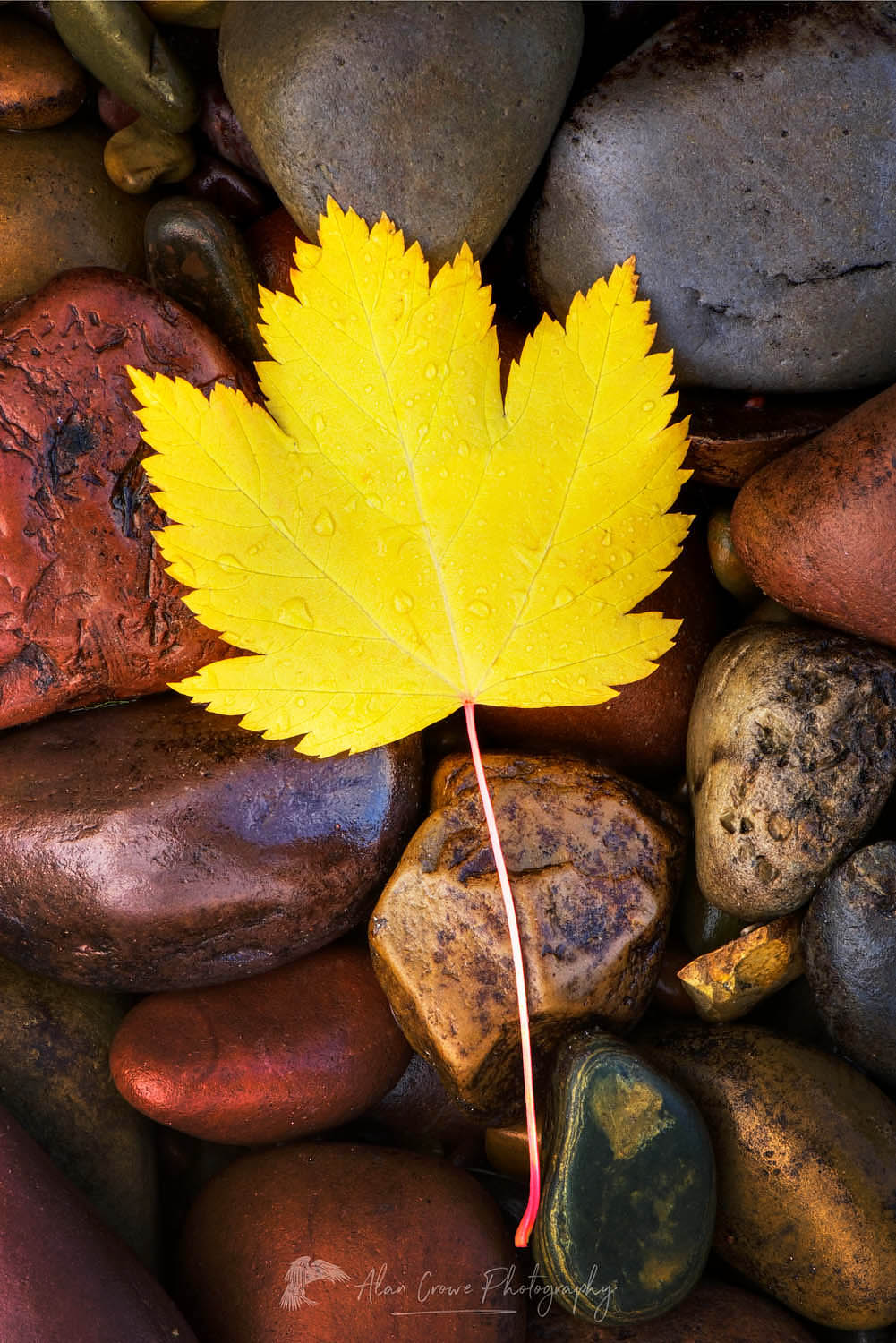 Fallen leaf on rocks alonfg the shore of Lake McDonald Glacier National Park Montana #20150