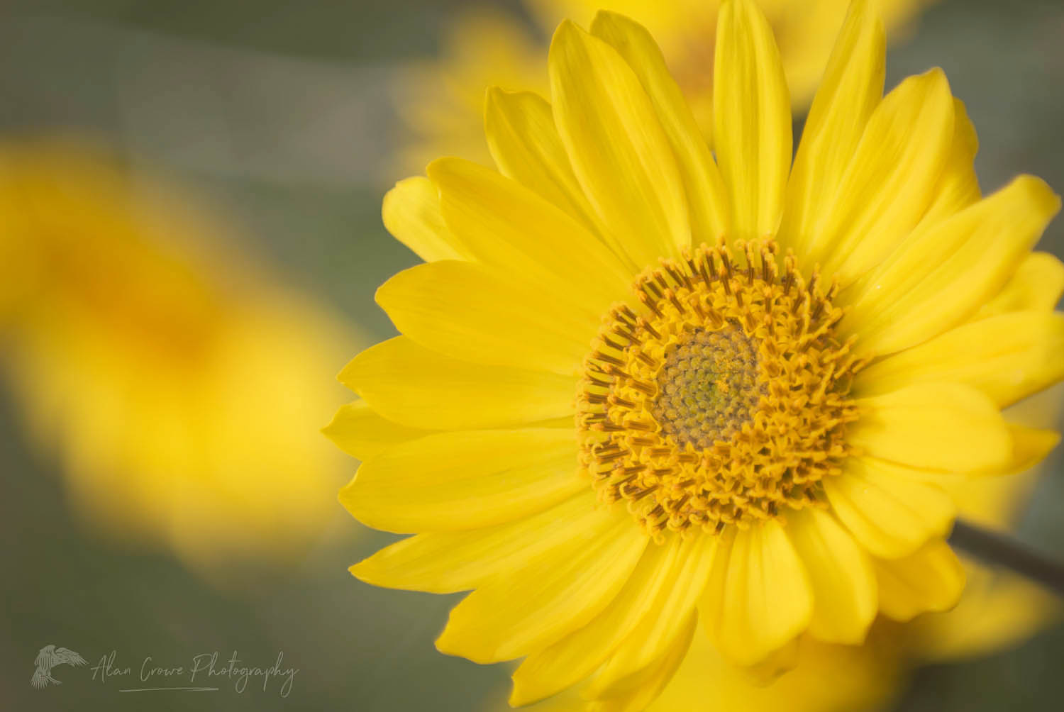 Balsamroot (Balsamorhiza deltoidea) flowers #10755