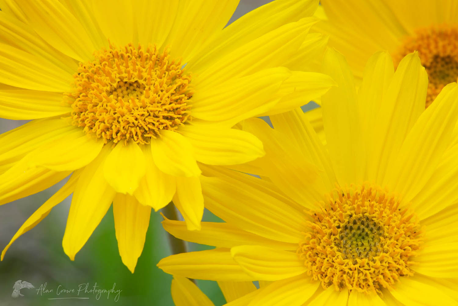 Balsamroot (Balsamorhiza deltoidea) flowers #10761