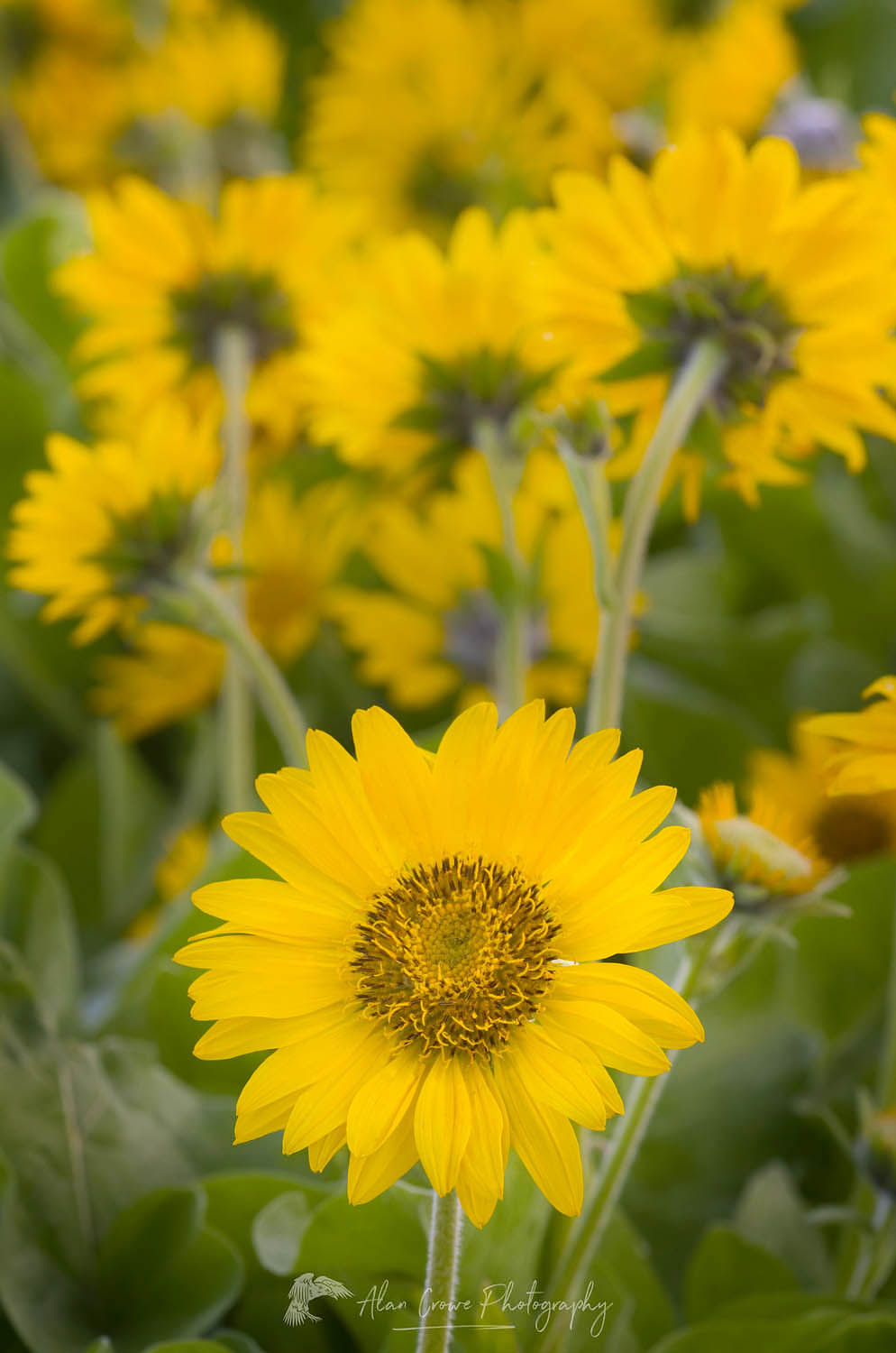 Balsamroot (Balsamorhiza deltoidea), Rowena Crest, Columbia River Gorge National Scenic Area, Oregon #47842