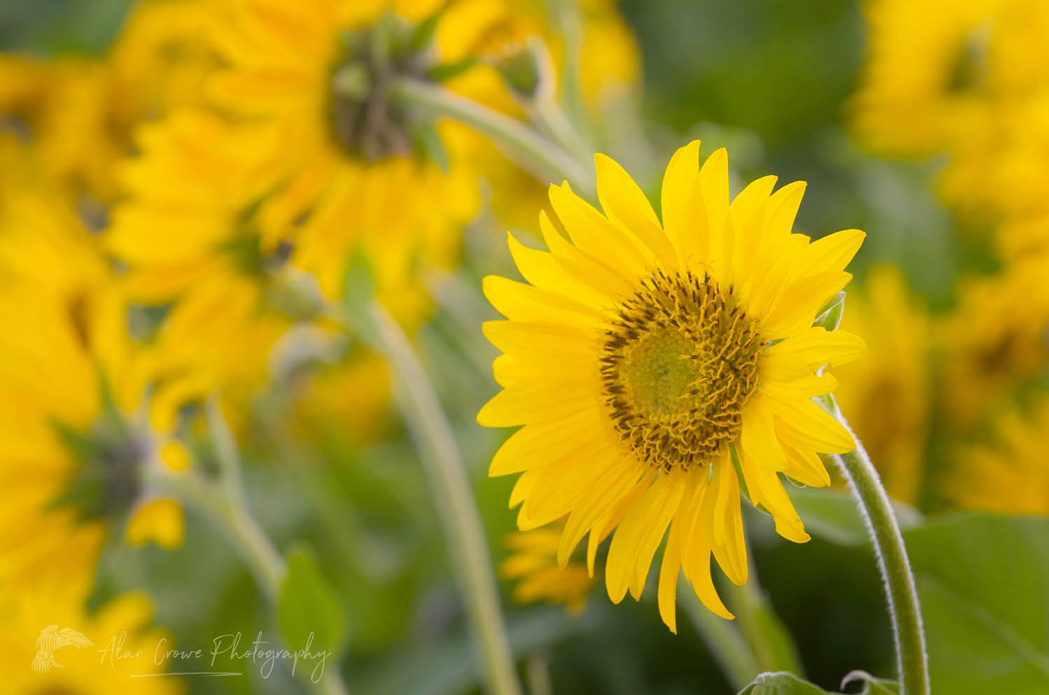 Balsamroot (Balsamorhiza deltoidea), Rowena Crest, Columbia River Gorge National Scenic Area, Oregon #47843