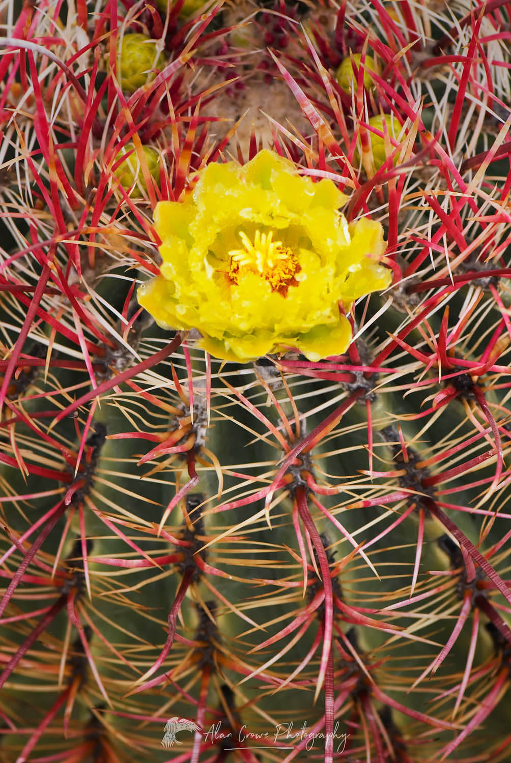 Barrel Cactus (Ferocactus cylindraceus) flowers, Sonoran Desert, Anza-Borrego State Park California #33472