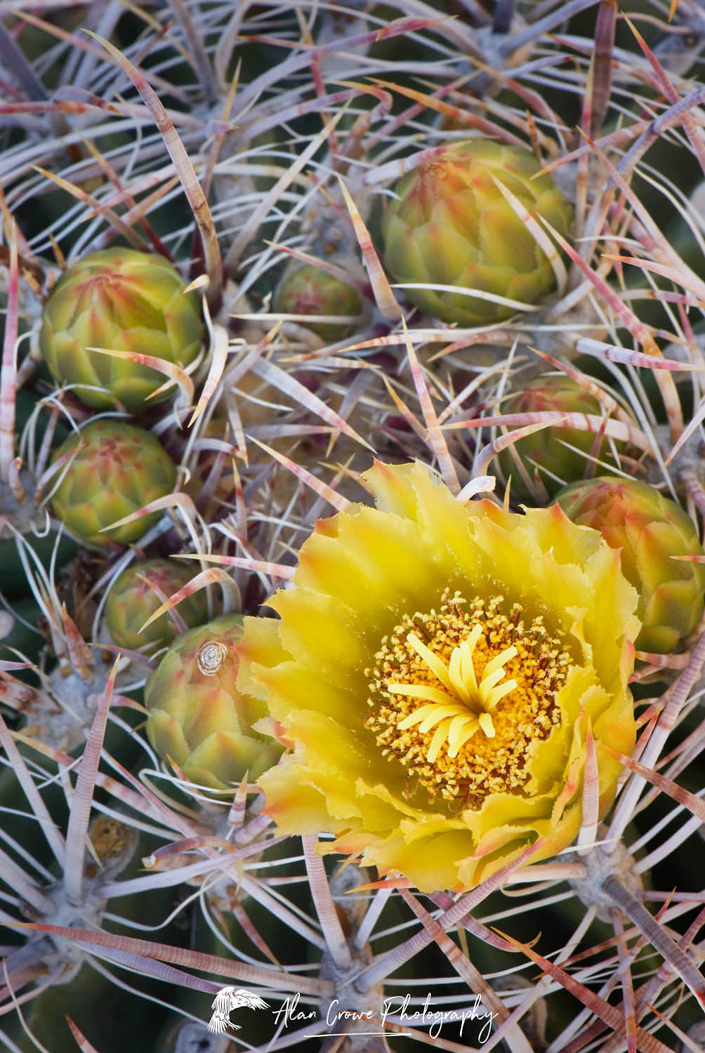 Barrel Cactus (Ferocactus cylindraceus) flowers, Sonoran Desert, Anza-Borrego State Park California #33463
