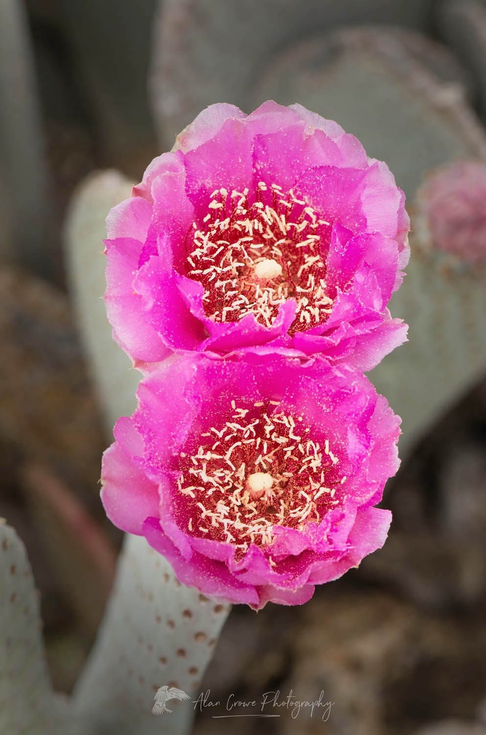 Beavertail Cactus (Opuntia basilaris) flowers, Anza-Borrego Desert State Park California #56787