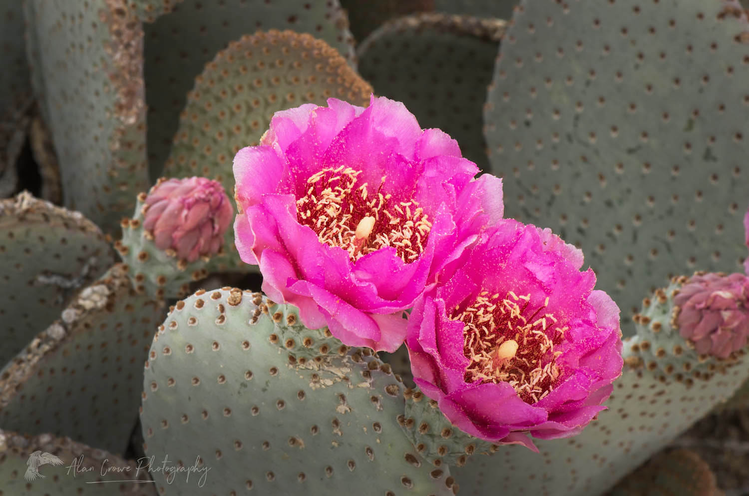 Beavertail Cactus (Opuntia basilaris) flowers, Anza-Borrego Desert State Park California #56789