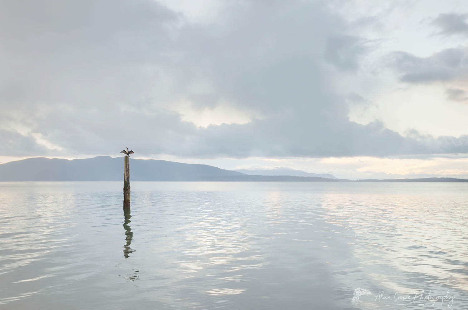 Cormorant perched on piling in Bellingham Bay Washington. Lummi Island in the distance #59699