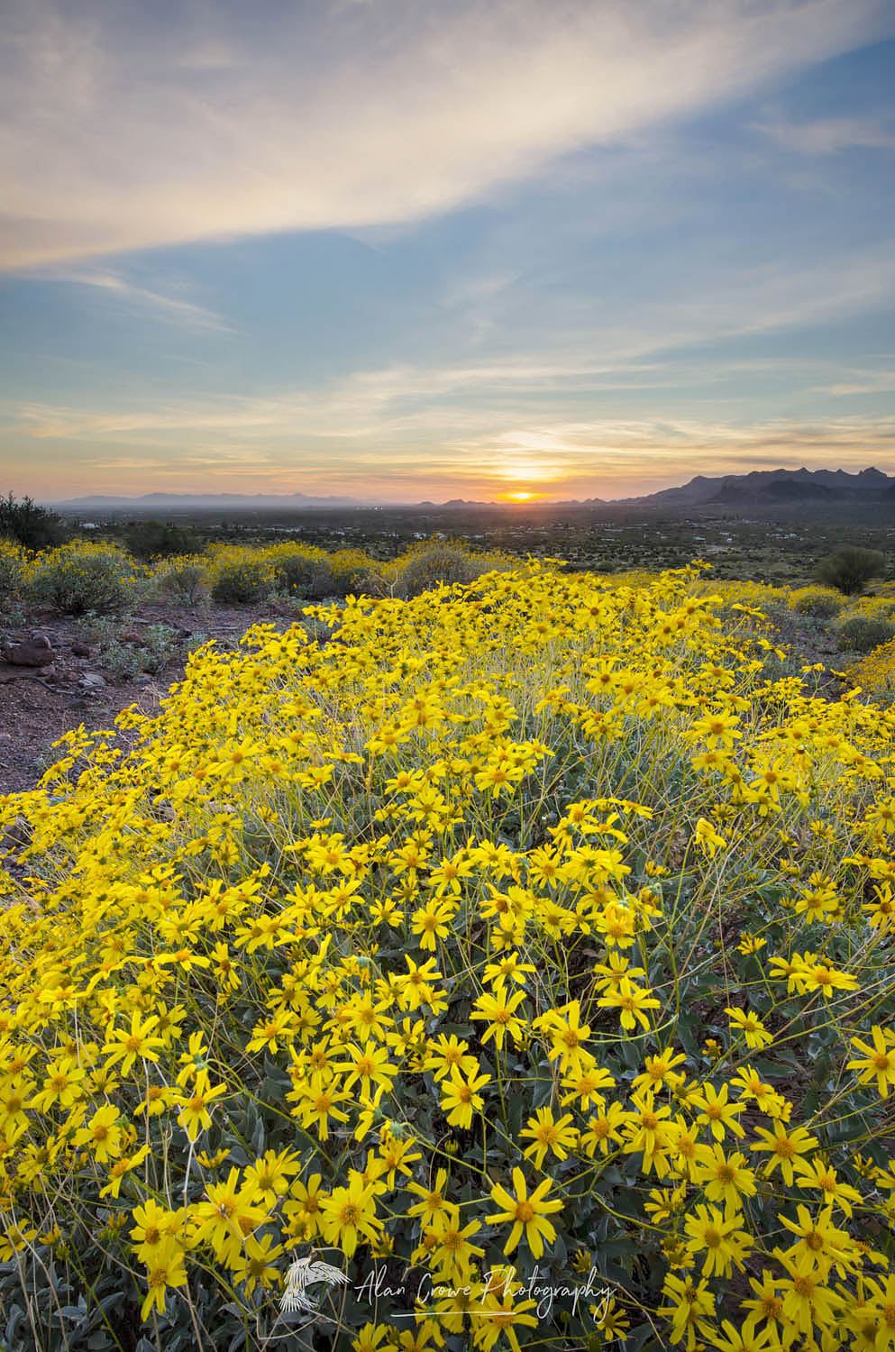 Sunset over fields of Brittlebush (Encelia farinosa), Superstition Mountains, Arizona #56959
