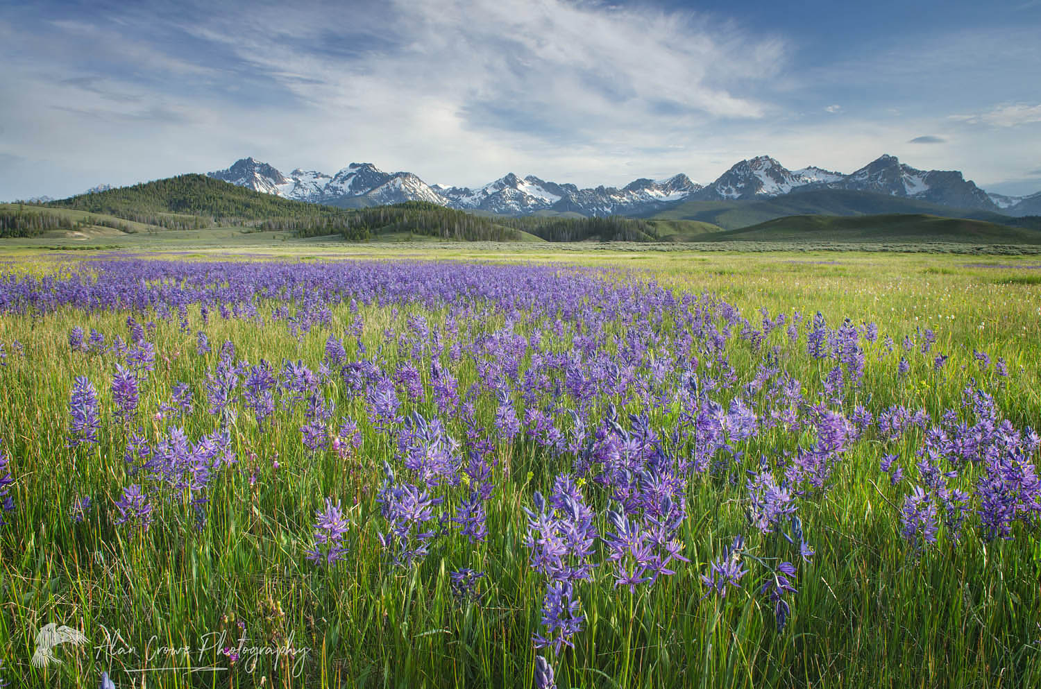 Meadows of Common Camas (Camassia quamash) Stanley Basin Sawtooth Mountains Idaho #55966