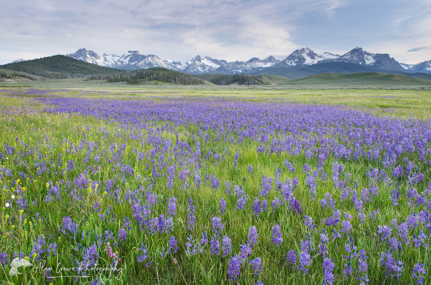 Meadows of Common Camas (Camassia quamash) Stanley Basin Sawtooth Mountains Idaho #55973