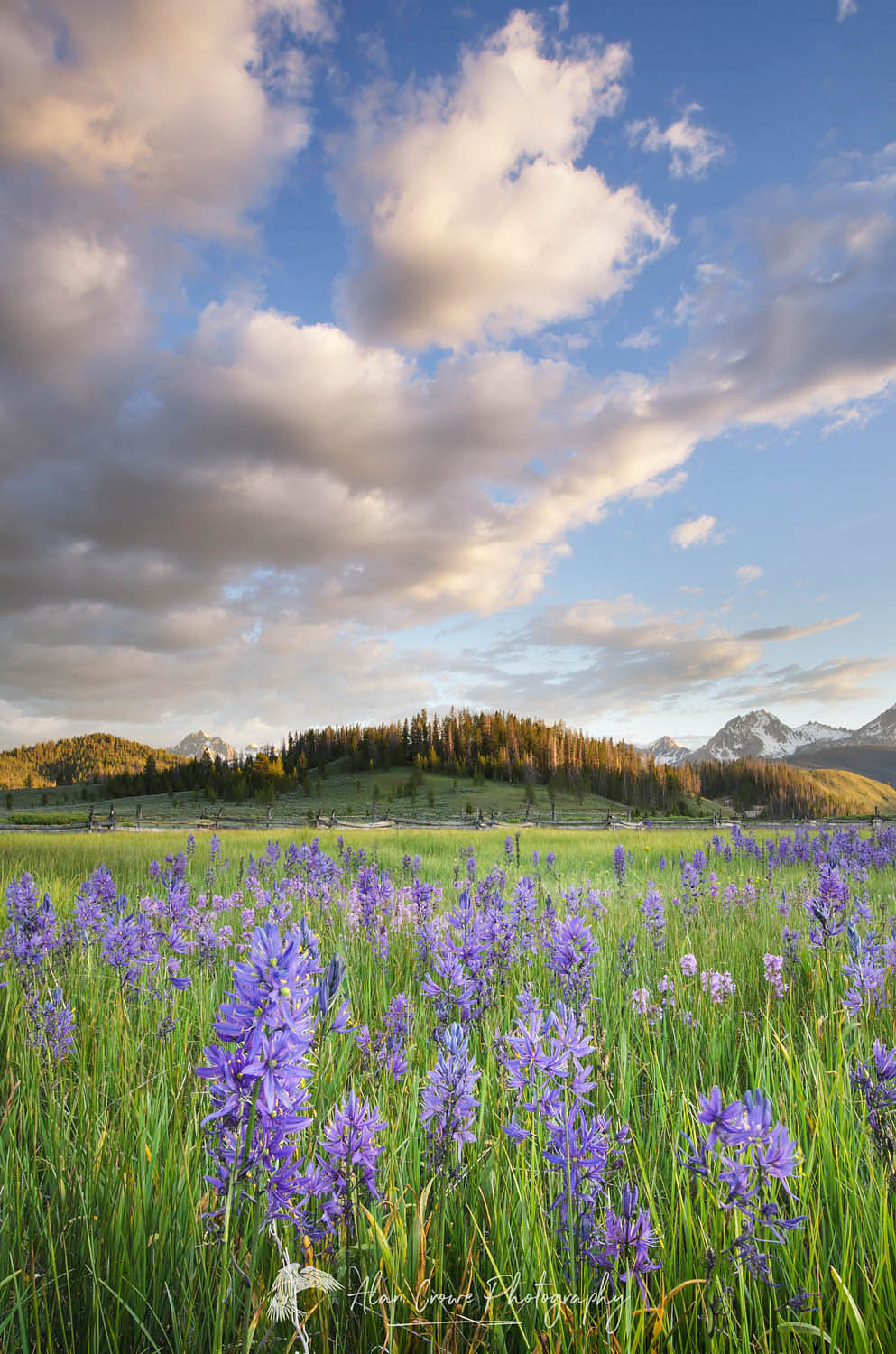 Meadows of Common Camas (Camassia quamash) Stanley Basin Sawtooth Mountains Idaho #56053