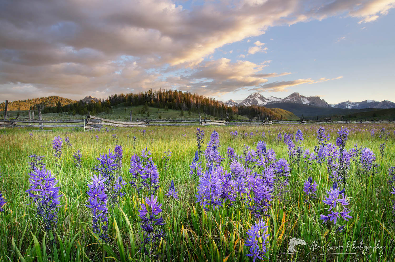 Meadows of Common Camas (Camassia quamash) Stanley Basin Sawtooth Mountains Idaho #56057
