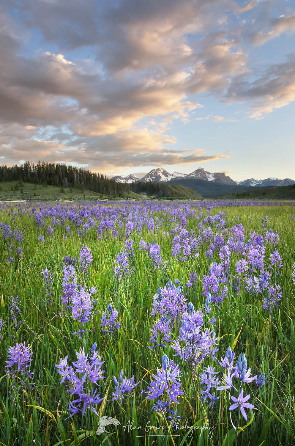 Meadows of Common Camas (Camassia quamash) Stanley Basin Sawtooth Mountains Idaho #56061