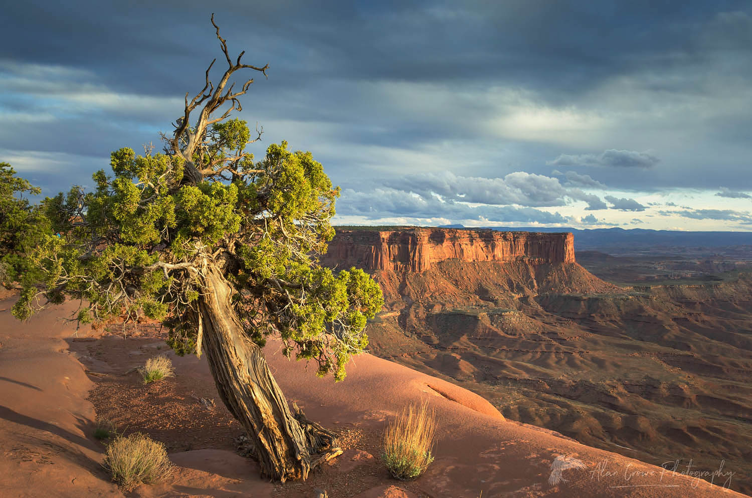 Juniper Tree on canyon rim glowing in evening light, Green River Overlook, Canyonlands National Park #57724