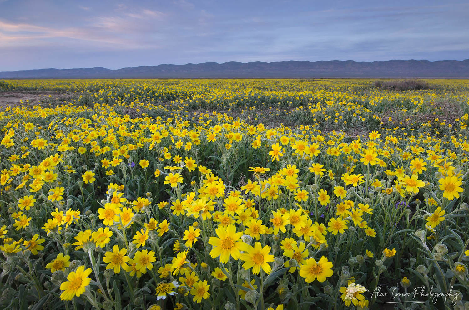 Carrizo Plains National Monument, California. Yellow Goldfields (Lasthenia sp.) carpeting the plains near Soda Lake #56666
