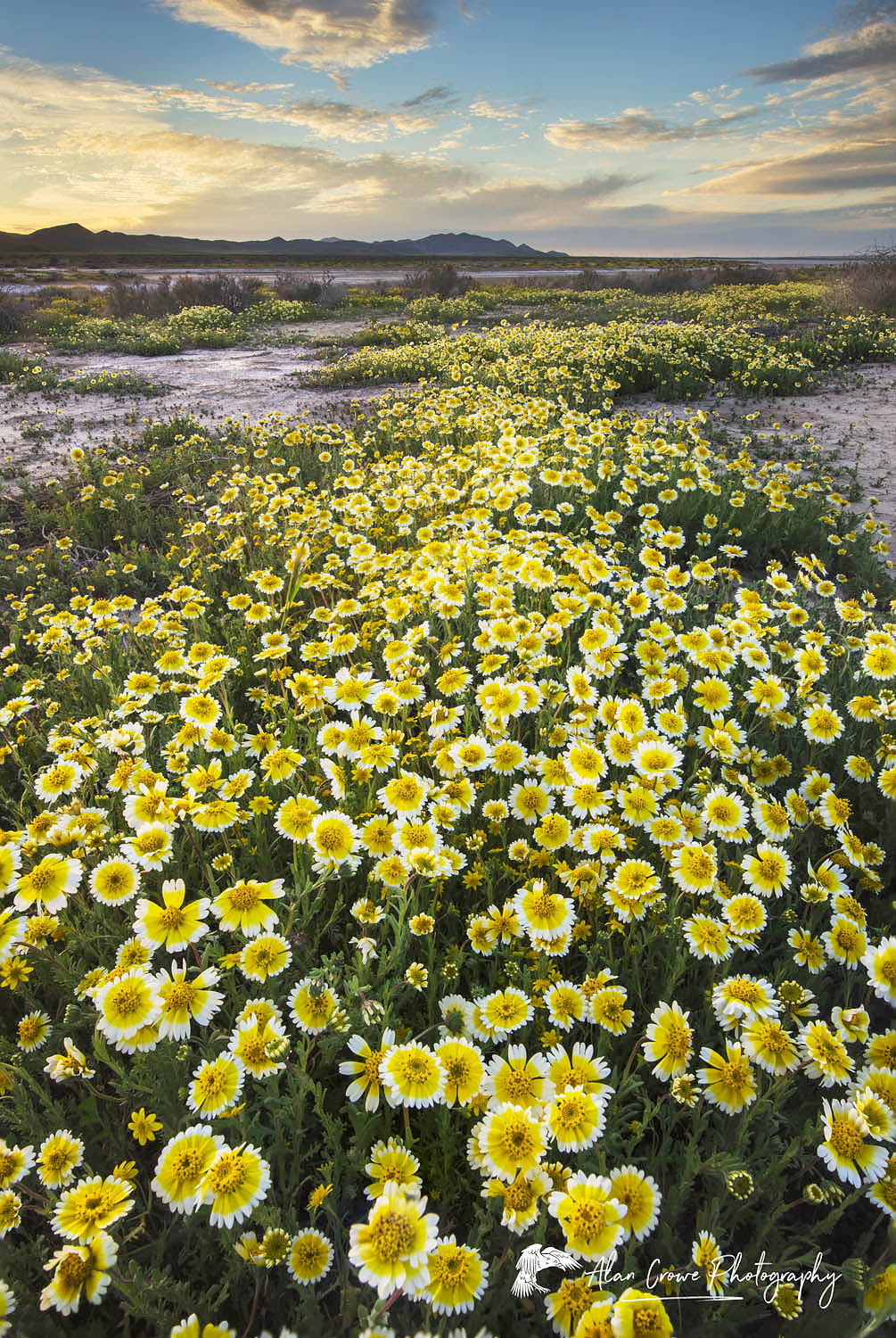 Fields of Coastal Tidytips (Layia platyglossa) near Soda Lake in Carrizo Plains National Monument California #56704