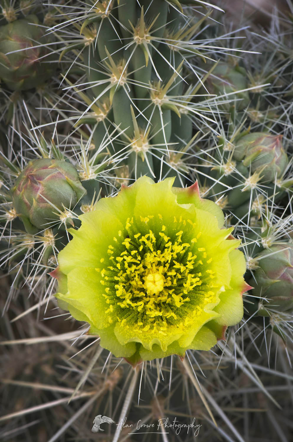 Gander's Cholla (Cylindropuntia ganderi) flower, Anaza-Borrego Desrt State Park, California #56816