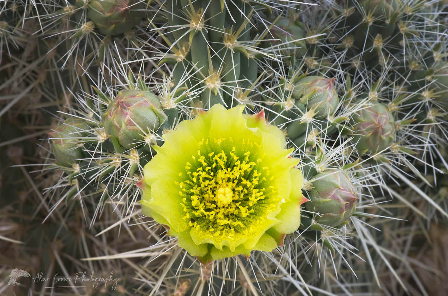Gander's Cholla (Cylindropuntia ganderi) flower, Anaza-Borrego Desrt State Park California #56817
