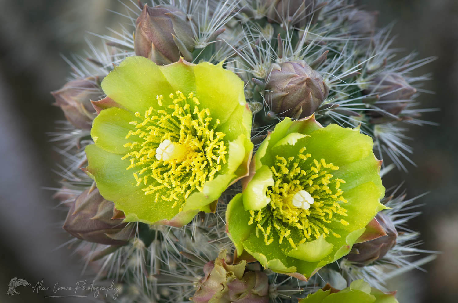 Gander's Cholla (Cylindropuntia ganderi) flower, Anaza-Borrego Desrt State Park, California #56827