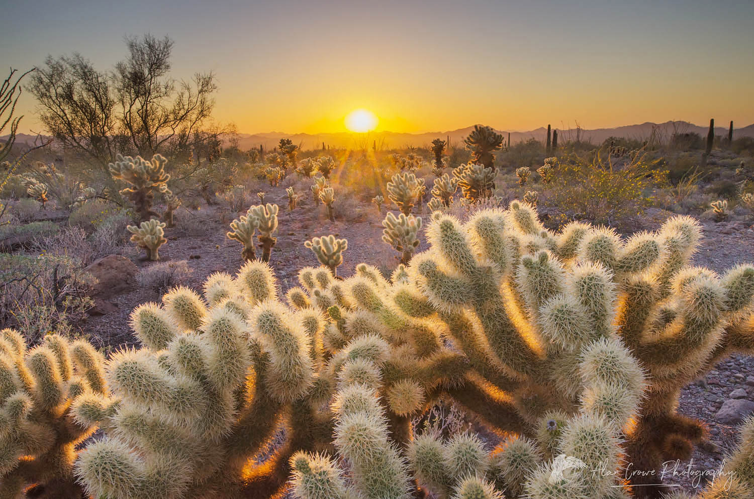 Sunset over the Sonoran Desert of Kofa National Wildlife Refuge Arizona, Teddy Bear Cholla in the foreground #56864