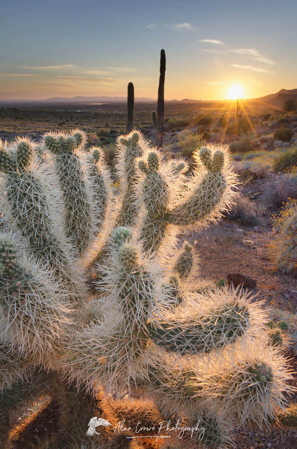 Teddy Bear Cholla cactus (Cylindropuntia bigelovii) illuminated by the setting sun, Superstition Mountains Arizona #55459