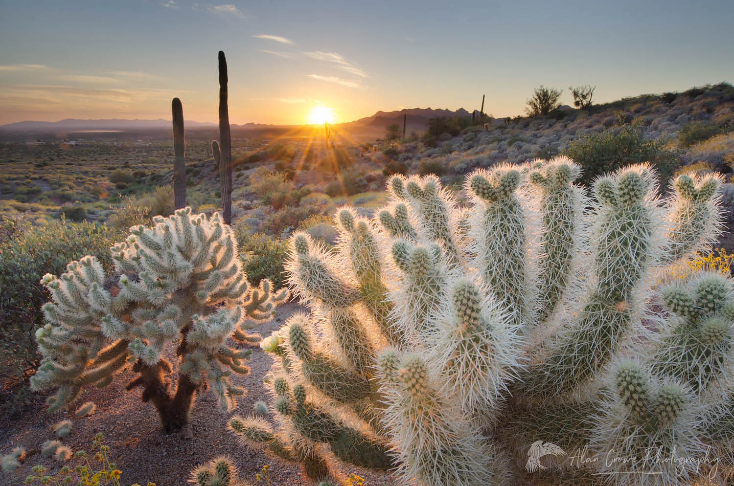 Teddy Bear Cholla cactus (Cylindropuntia bigelovii) illuminated by the setting sun, Superstition Mountains Arizona #55462