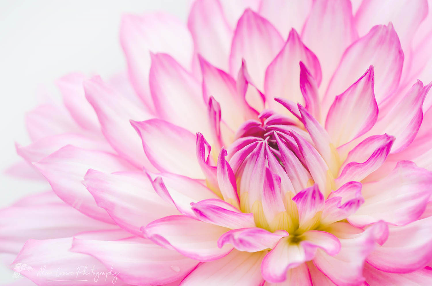 Dahlia #58339