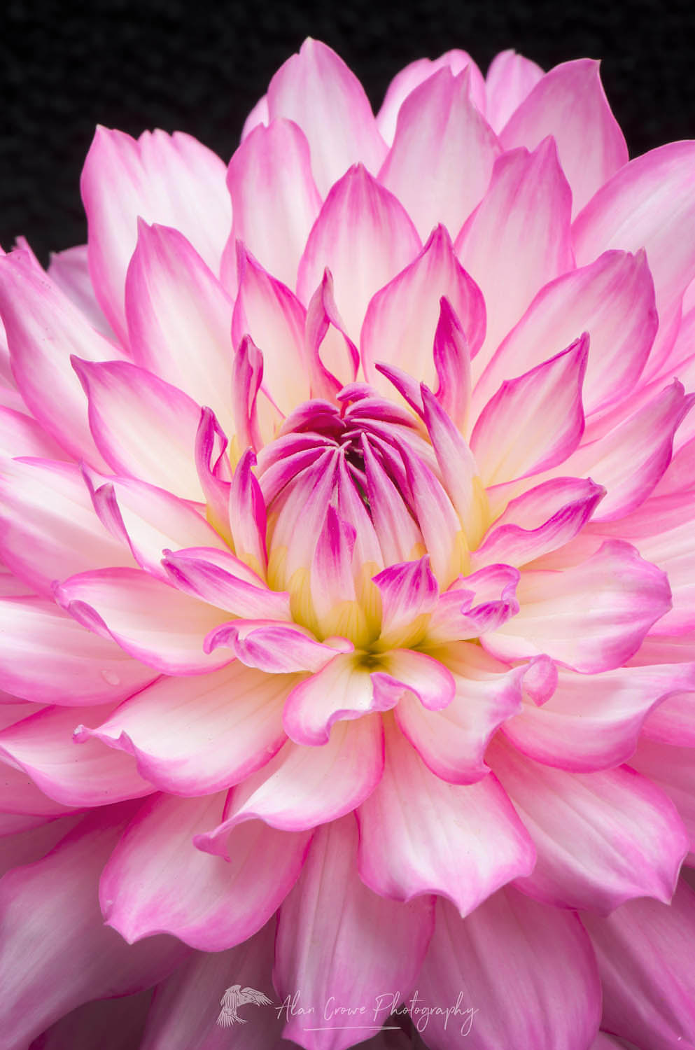 Dahlia #58343