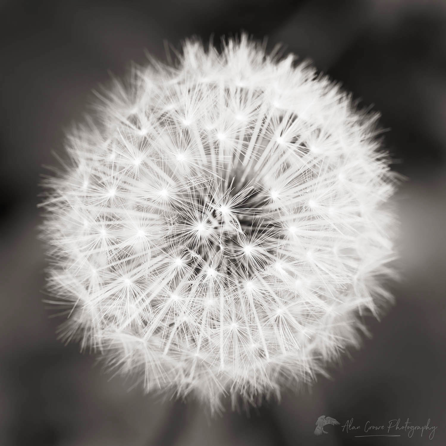 Dandelion seed head #62460bw